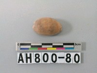 藏品(貝類)的圖片